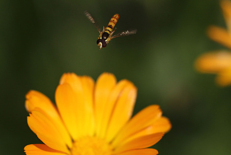 Calendula in Shchuchin District