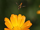 Calendula in Shchuchin District