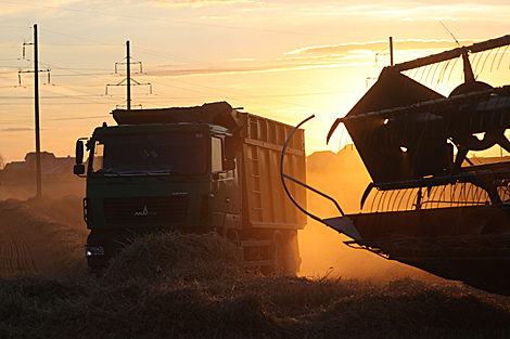 Grain harvesting in Grodno Oblast
