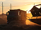 Grain harvesting in Grodno Oblast