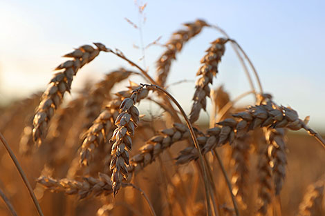 Grain harvest in Grodno Oblast