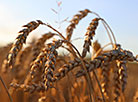 Grain harvest in Grodno Oblast