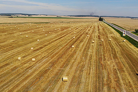 Golden fields in Grodno District 