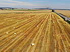 Golden fields in Grodno District 