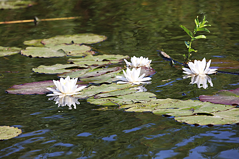 National Park Pripyatsky