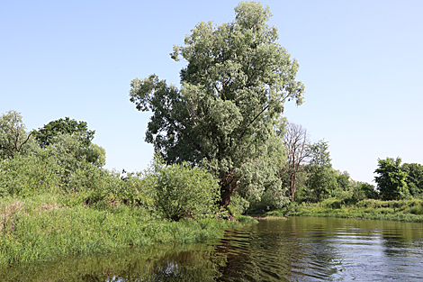 National Park Pripyatsky