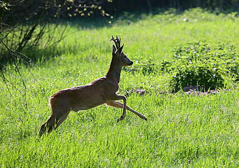 Safari Park in Pripyatsky National Park