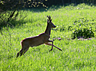 Safari Park in Pripyatsky National Park