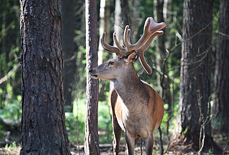 Safari Park in Pripyatsky National Park