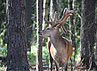 Safari Park in Pripyatsky National Park