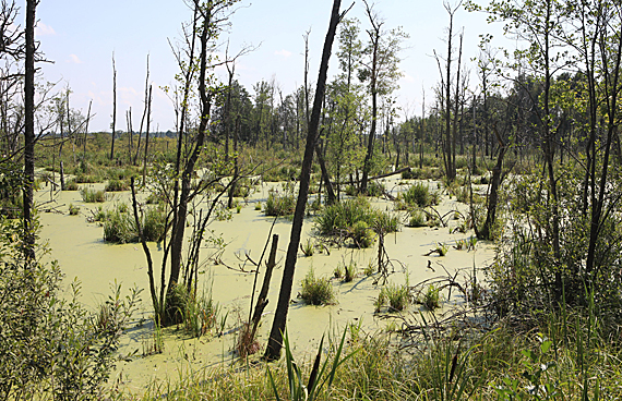 National Park Pripyatsky