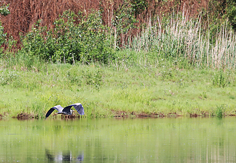 National Park Pripyatsky