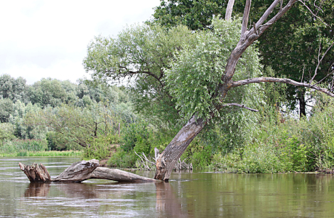 National Park Pripyatsky