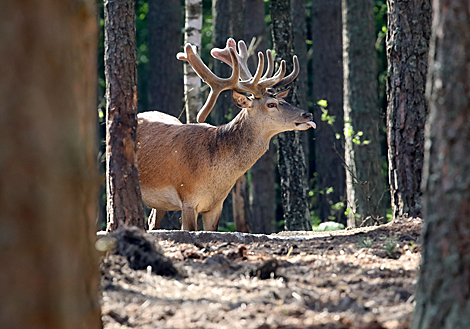 National Park Pripyatsky