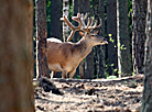 National Park Pripyatsky