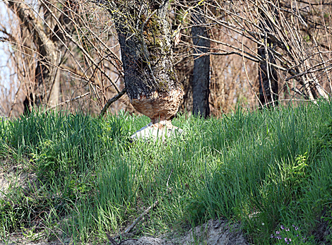 National Park Pripyatsky