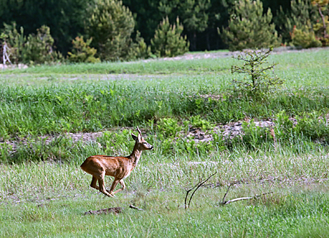 National Park Pripyatsky