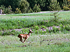 National Park Pripyatsky