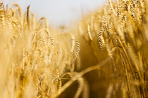 Wheat fields n Pruzhany District 