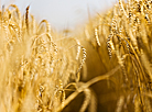 Wheat fields n Pruzhany District 