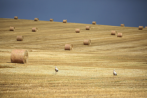Storks on the field in the Grodno region