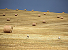 Storks on the field in the Grodno region