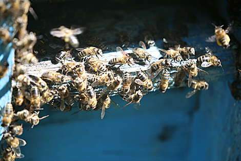 Honey collection in Gomel