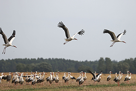 Storks prepare for migration flight