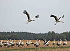 Storks prepare for migration flight