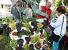 Gomel celebrates City Day