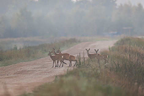 Nalibokskaya Pushcha in the autumn