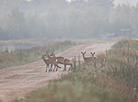 Nalibokskaya Pushcha in the autumn