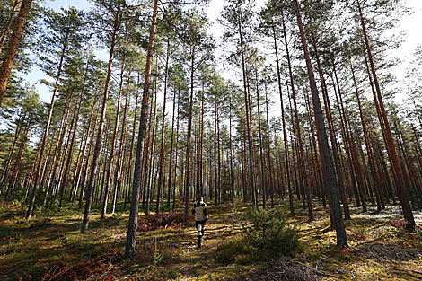 Nalibokskaya Pushcha in the autumn