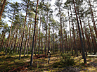 Nalibokskaya Pushcha in the autumn