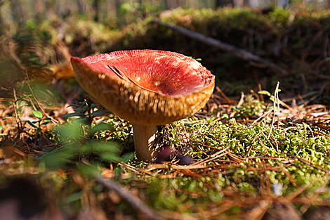 Nalibokskaya Pushcha in the autumn