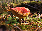 Nalibokskaya Pushcha in the autumn