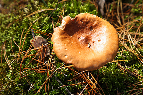 Nalibokskaya Pushcha in the autumn