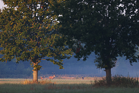 Nalibokskaya Pushcha in the autumn