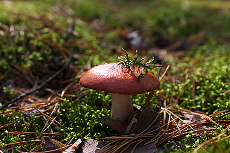 Nalibokskaya Pushcha in the autumn