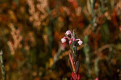 Yelnia Landscape Reserve