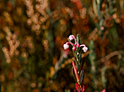 Yelnia Landscape Reserve