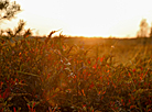 Yelnia Landscape Reserve