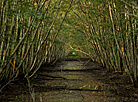 Yelnia Landscape Reserve