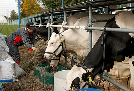 The international agriculture expo Belagro 2020 in Minsk