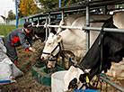 The international agriculture expo Belagro 2020 in Minsk
