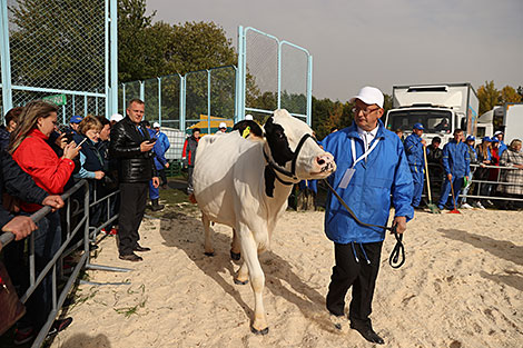 Лепшую племянную карову выбралі на выстаўцы 