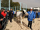 The best pedigree cow has been chosen at Belagro 2020