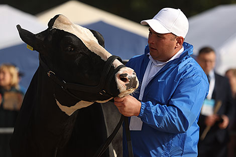 The best pedigree cow has been chosen at Belagro 2020