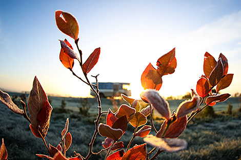 Pinsk cranberry field