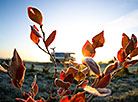 Pinsk cranberry field